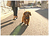 小麦 きょうのわんこ 写真2