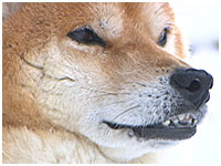ボス きょうのわんこ 写真1