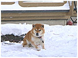 ボス きょうのわんこ 写真2