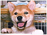 ボス きょうのわんこ 写真3