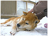 ボス きょうのわんこ 写真4