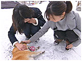 ボス きょうのわんこ 写真5