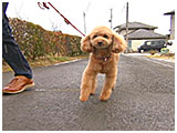 Cocoa きょうのわんこ 写真2