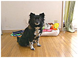 もも きょうのわんこ 写真2
