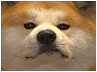 ゴン太 きょうのわんこ 写真1
