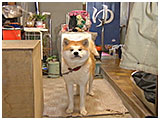ゴン太 きょうのわんこ 写真2