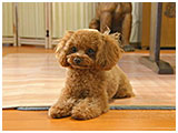 さくら きょうのわんこ 写真3
