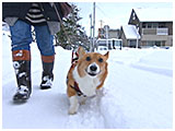 きな子 きょうのわんこ 写真2