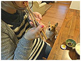 きな子 きょうのわんこ 写真4