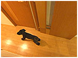 レオン きょうのわんこ 写真4