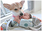 サクラ きょうのわんこ 写真3