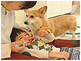 サクラ きょうのわんこ 写真4