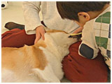 サクラ きょうのわんこ 写真5