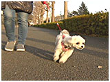 ちゅら きょうのわんこ 写真2
