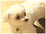 ちゅら きょうのわんこ 写真5