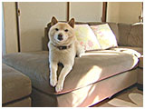 ハチ きょうのわんこ 写真2