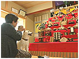 ハチ きょうのわんこ 写真3