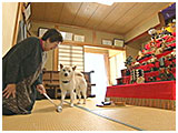 ハチ きょうのわんこ 写真4