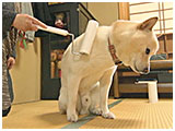ハチ きょうのわんこ 写真5