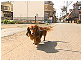 さすけ きょうのわんこ 写真2