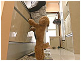 ふく きょうのわんこ 写真3