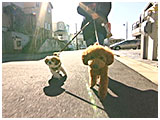 ぷぅた きょうのわんこ 写真3