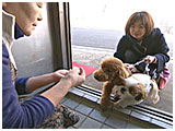 ぷぅた きょうのわんこ 写真4