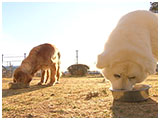 美海 きょうのわんこ 写真4