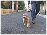 ハニ きょうのわんこ 写真2