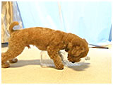 ハニ きょうのわんこ 写真4