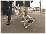 もぐ きょうのわんこ 写真2