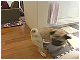 もぐ きょうのわんこ 写真4