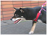 ぱん きょうのわんこ 写真5