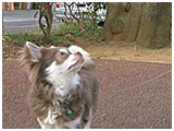 ルーク きょうのわんこ 写真4