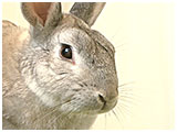 チャコ きょうのわんこ 写真3