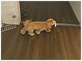 ノア きょうのわんこ 写真5