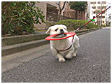 ペコ きょうのわんこ 写真3