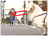 ペコ きょうのわんこ 写真4