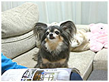 ノエル きょうのわんこ 写真2