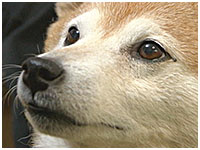 メリー きょうのわんこ 写真1