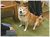メリー きょうのわんこ 写真2