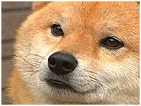 ラッキー きょうのわんこ 写真1