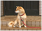 ラッキー きょうのわんこ 写真2