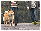 ラッキー きょうのわんこ 写真3
