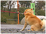 ラッキー きょうのわんこ 写真4