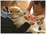 うめ きょうのわんこ 写真4