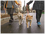 もみじ きょうのわんこ 写真2