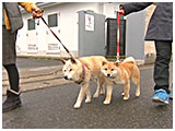 もみじ きょうのわんこ 写真3