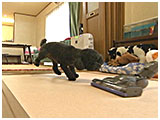 ティファ きょうのわんこ 写真4