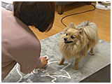 ここあ きょうのわんこ 写真5